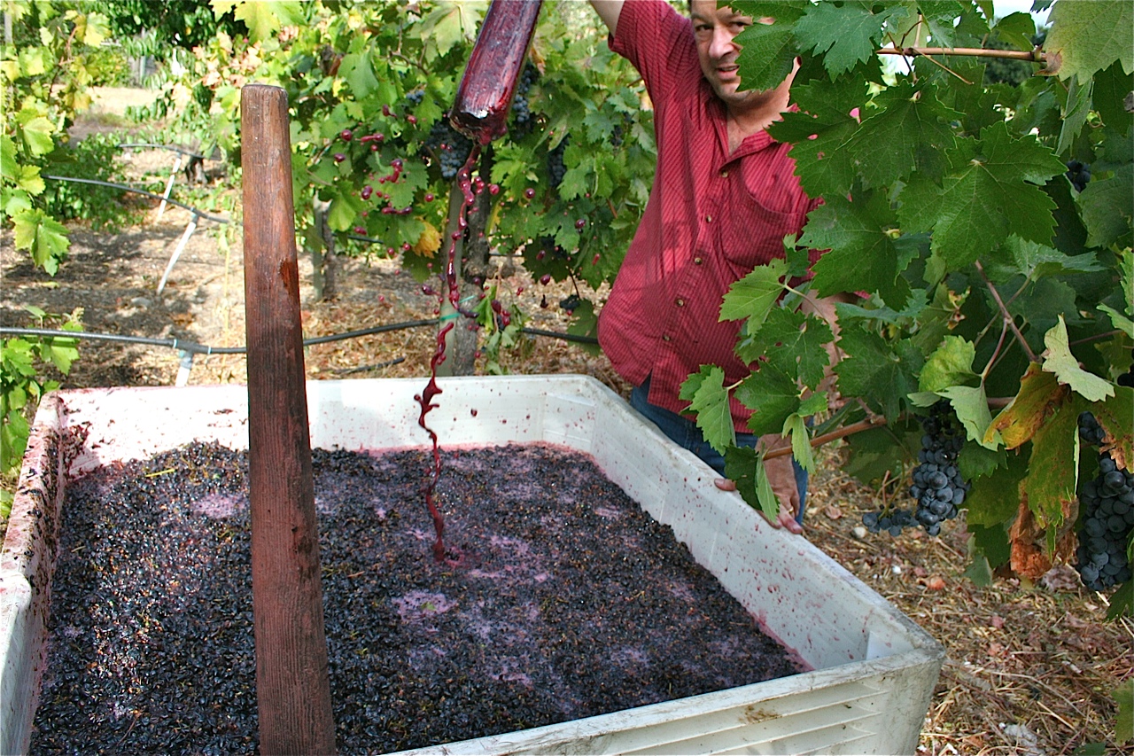 Rob Pressing Grapes